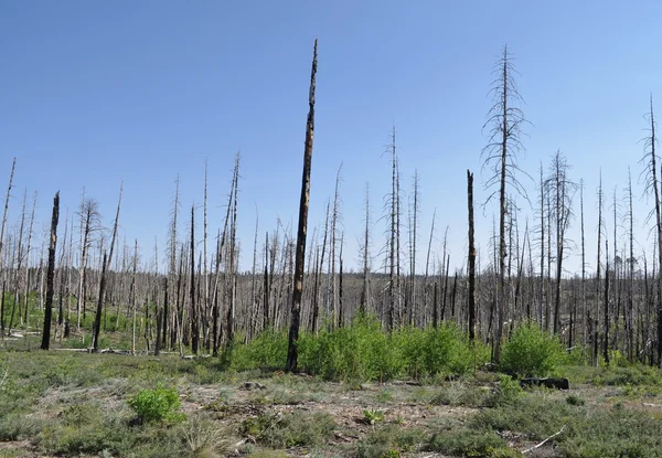 Fragments of burned trees