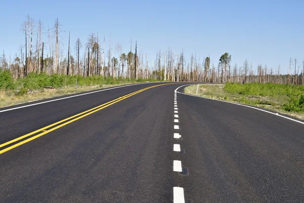 Burned forest road — Stock Photo, Image