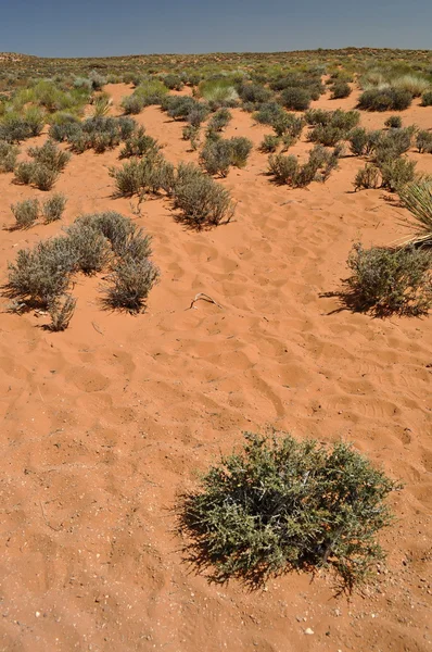 Wüste in arizona — Stockfoto