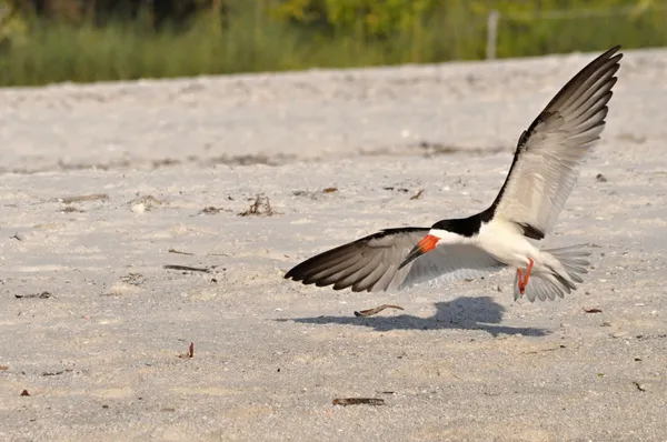 Pássaros pousam na praia — Fotografia de Stock