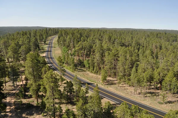 Estrada entre as árvores — Fotografia de Stock