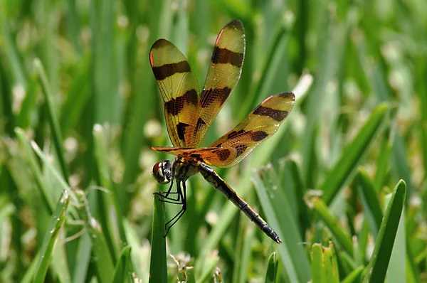 Libelle — Stockfoto