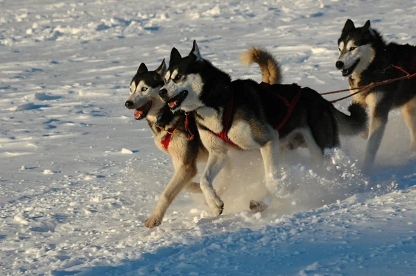 Dog sledding — Stock Photo, Image