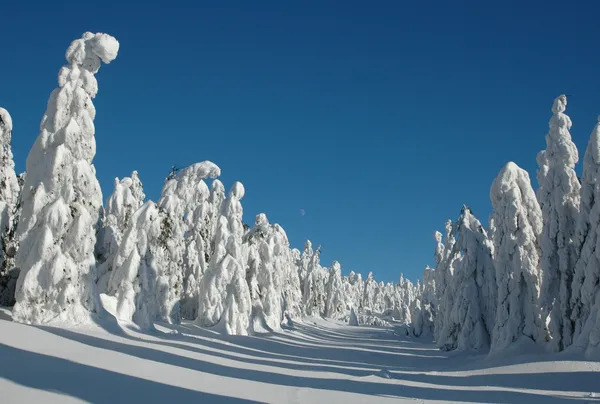 Snöigt landskap — Stockfoto