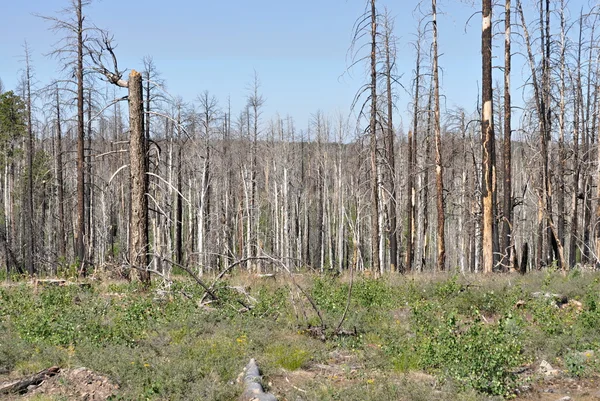 Fragments of burned trees