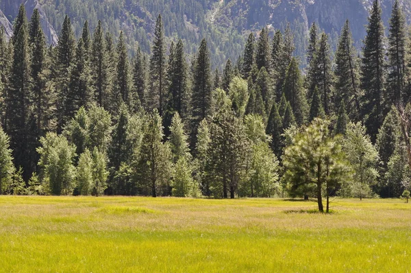 Pré vert avec arbres — Photo