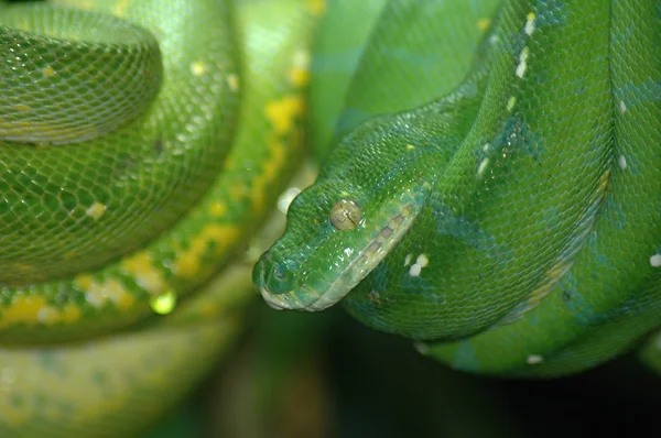 Green snake Stock Image