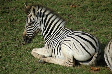 Genç zebra