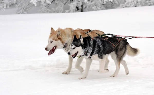 Dogs in harness — Stock Photo, Image