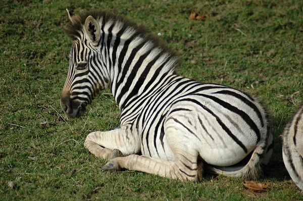 Mladá zebra — Stock fotografie