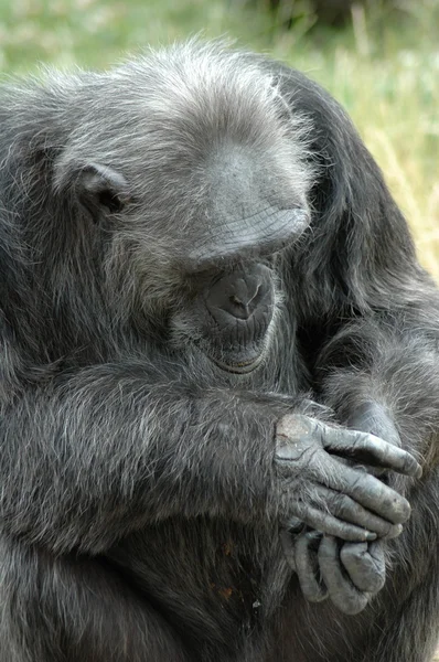 Chimpanzé pensativo — Fotografia de Stock