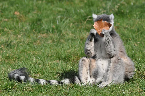 Lemur con una hoja — Foto de Stock