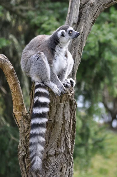 Lemur Stock Picture