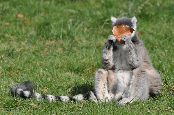 Lemur mit Blatt — Stockfoto