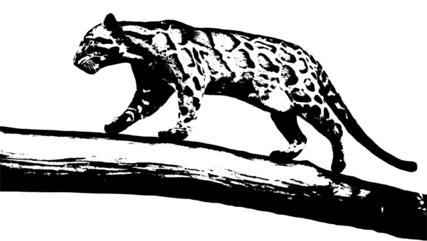 Bulutlu leopar — Stok Vektör