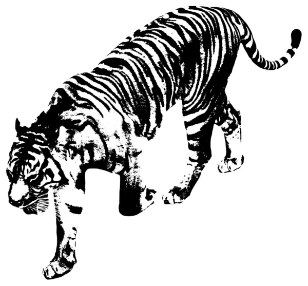 Tigre — Vetor de Stock