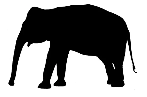 Elefant siluett — Stock vektor