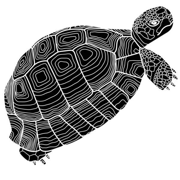 Tortuga Ilustración Vectorial Gráfica Aislada Blanco — Archivo Imágenes Vectoriales