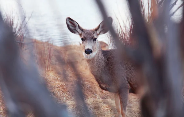 estes park, colorado kameraya bakarak geyik