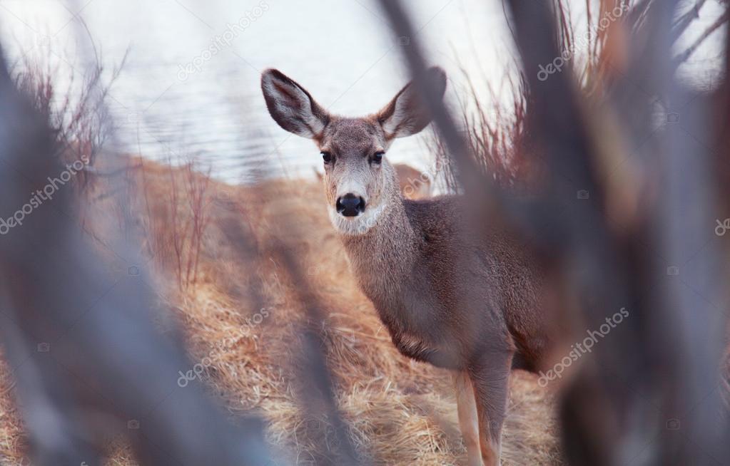 Deer looking at the camera at Estes Park, Colorado