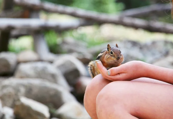 Esquilos comendo fora da mão da mulher — Fotografia de Stock