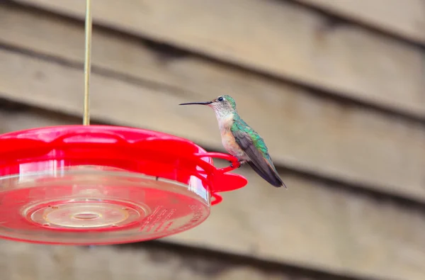 yalak besleme bir plastik kondurulmuş küçük sinek kuşu