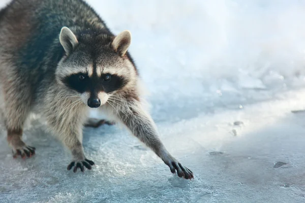 Racoon — Foto de Stock