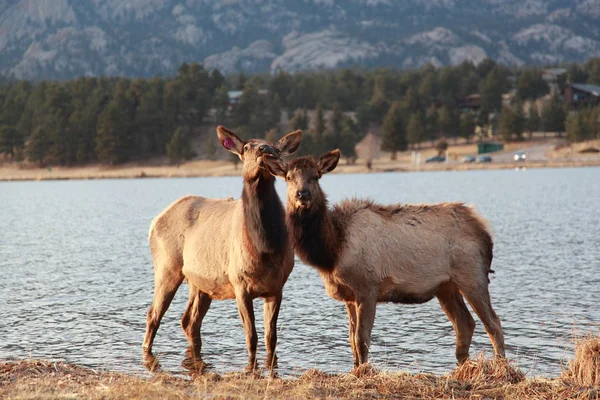 Herten in estes park, colorado — Stockfoto