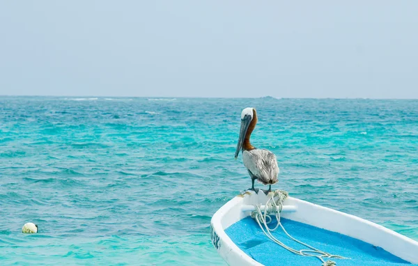 bir tekne üzerinde tünemiş Pelikan