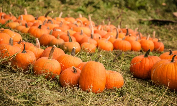 Pumpkin plants — Stock Photo, Image