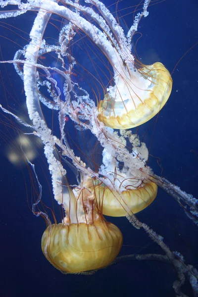 denizanası hayvanlar