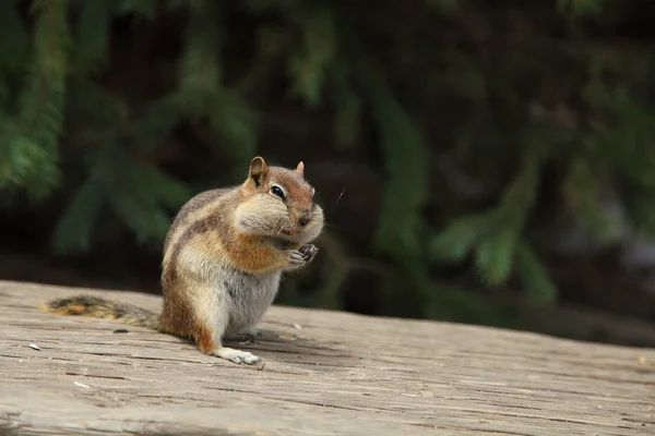 Sincap yemek anlamına gelir.