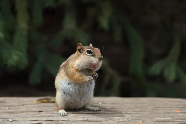 Chipmunk se met à manger — Photo