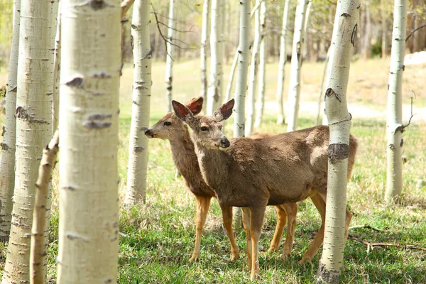 Two deers — Stock Photo, Image