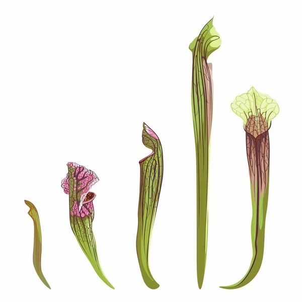 Κατεστραμμένη Τροπική Σαρακηνία Κατοικίδια Τροπικό Διακοσμητικό Φυτό Sarracenia Ανοιχτή Παγίδα — Διανυσματικό Αρχείο