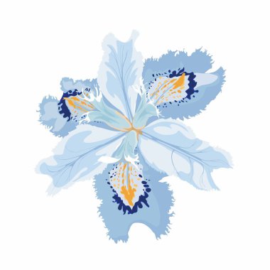 İris çiçeği çizimi. El çizimi çiçek nesnesi. Bahçe çiçeği. Botanik çizimi. Dövme, davetiye, tebrik kartı, dekor için harika..