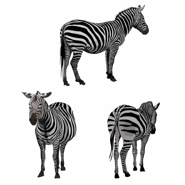 Grafische Set Van Zebra Dier Geïsoleerd Witte Achtergrond Met Hand — Stockvector