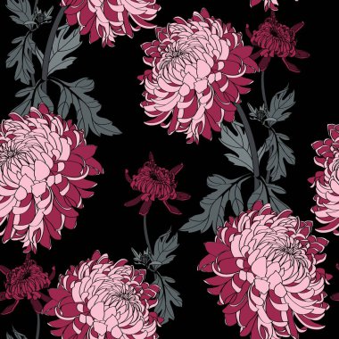 İşlemeli kusursuz bir arka plan ve siyah arkaplanda basit renkli bordo kasımpatı. Kasımpatı dolu sonbahar bahçesi..