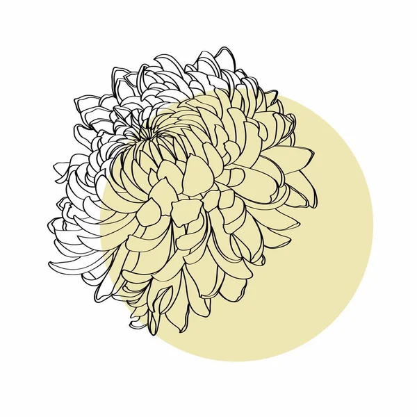 Чорно Біла Лінія Ілюстрація Ромашкових Квітів Білому Тлі Квіткова Хризантема — стоковий вектор