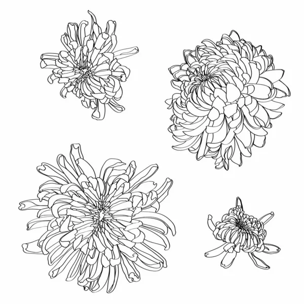 Chrysanthème Main Tatouage Floral Très Détaillé Dans Style Line Art — Image vectorielle