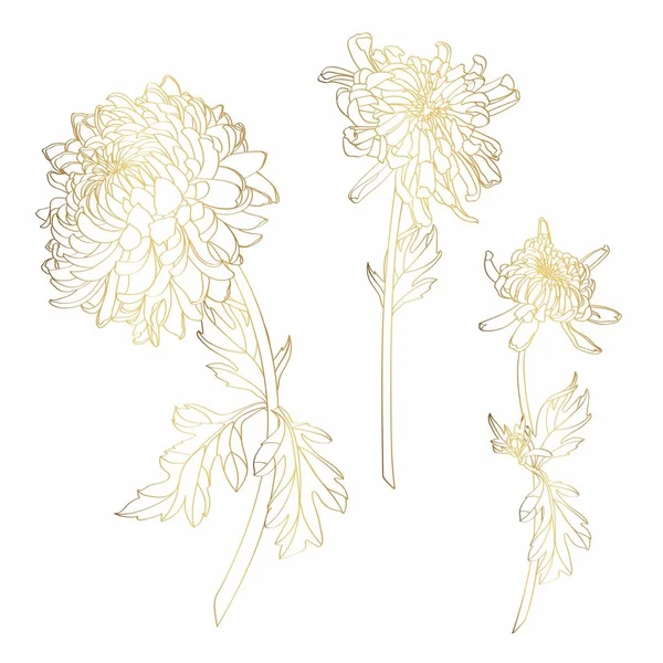 金花菊花的线形图像 花朵和叶子在白色的背景上被隔离 为夏季设计和卡片模板设计的具有美丽花朵的等高线元素 — 图库矢量图片