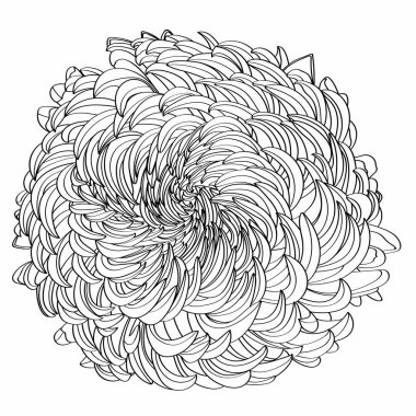 Beyaz arka planda papatya çiçeklerinin siyah beyaz çizgisi. Çiçek kasımpatısı beyaza izole edilmiş..