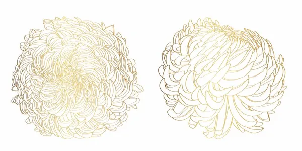 Lijn Art Afbeelding Van Een Gouden Bloem Chrysant Bloemen Geïsoleerd — Stockvector