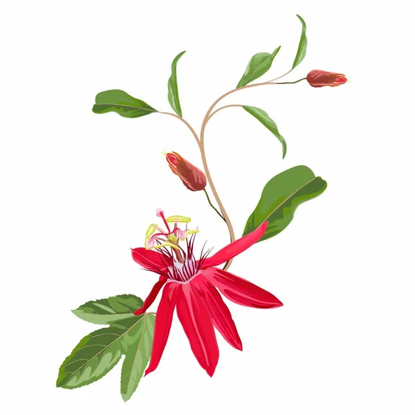 Tropische Blume Passionsblume Mit Blättern Zweig Isoliertes Objekt Rote Passiflora — Stockvektor