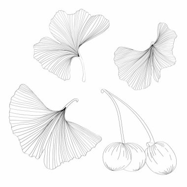 Ginkgo ya da Gingko Biloba yaprak ve böğürtlen dalları. Doğanın botanik çizimi, beyaz üzerine izole edilmiş dekoratif grafik..