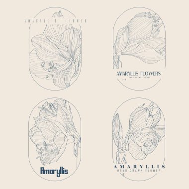 Düğün logosu, Botanik kırsal trend tropik Amaryllis zambak çiçekleri çizimi. Çiçek logosu tasarımı. Rozetler, amblemler, organik kozmetikler, çiçekçiler, fotoğraf logoları..