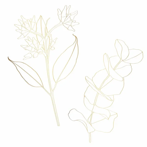 Κλαδιά Ευκαλύπτου Φύλλα Ζωγραφισμένα Στο Χέρι Χρυσές Γραμμές Περίγραμμα Λευκό — Διανυσματικό Αρχείο