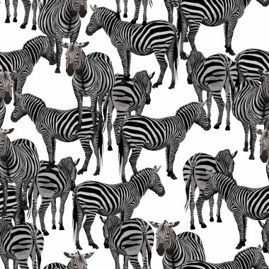 Tropikal çiçek yaprakları, palmiye ağacı ve egzotik strelitzia çiçekleri, zebra vahşi hayvan çiçekleri siyah arka planda dikişsiz desen. Egzotik safari duvar kağıdı.
