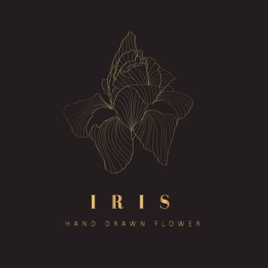 Iris Çiçeği İşaretleri veya Logo Şablonları. Klasik tipografi ile Retro Çiçek Altın Çizimi. Kadın logosu. Çiçekçi, fotoğrafçı, moda blogcusu, tasarım stüdyosu için Modern Logo Şablonu.