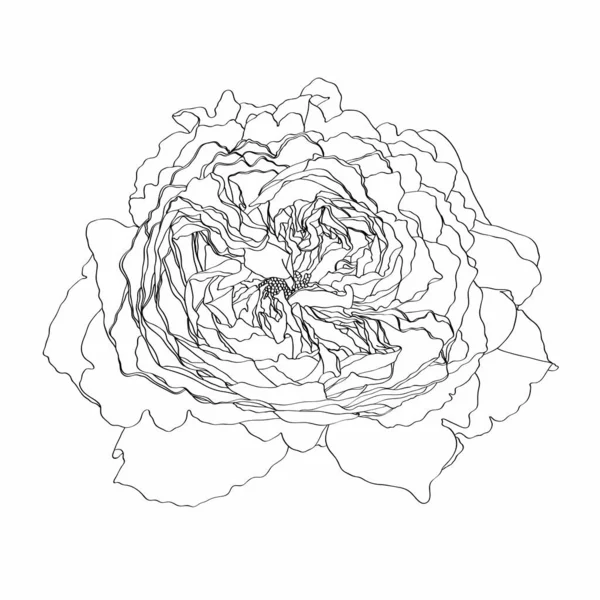 Ескіз Квіткова Ботаніка Троянди Квітка Лінійне Мистецтво Білому Тлі Мальовані — стоковий вектор